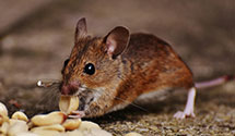 24 Hour & Emergency Exterminators in Swan Valley, MT